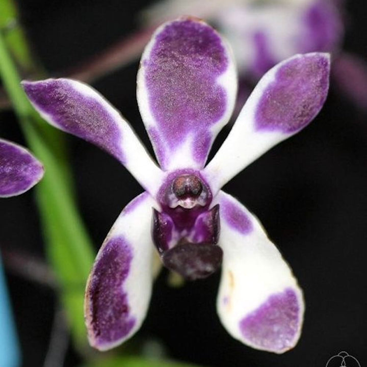 Vandachostylis Pinky 'Violet Queen'