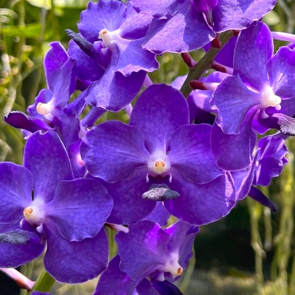 Vandachostylis Ploenpit Blue