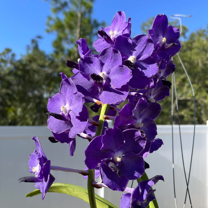 Vandachostylis Ploenpit Blue