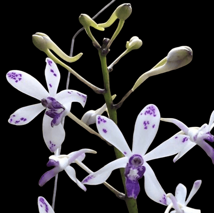 Vandachostylis TSS Taiwan Gandharva 'Blue Dot'