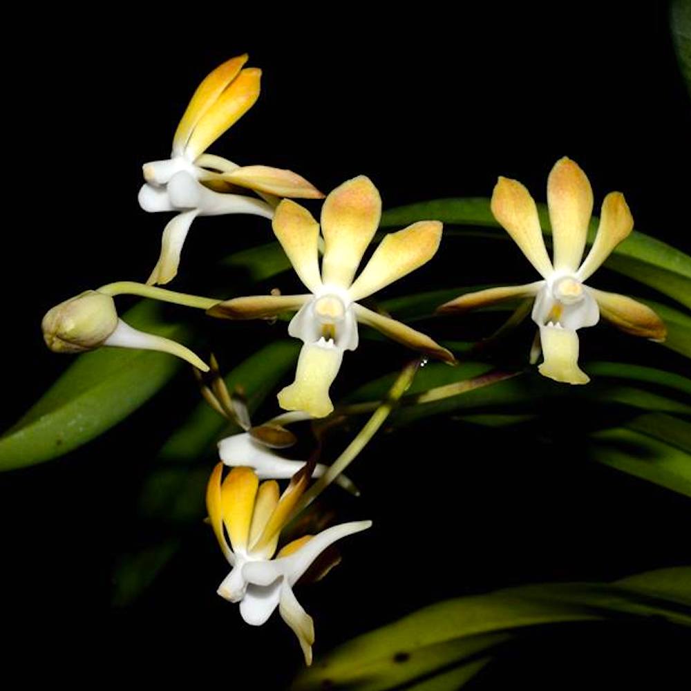 Vanda falcata-denisoniana