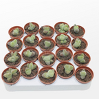 Vanheerdea Divergens