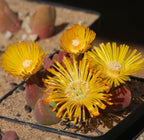 Vanheerdea Divergens