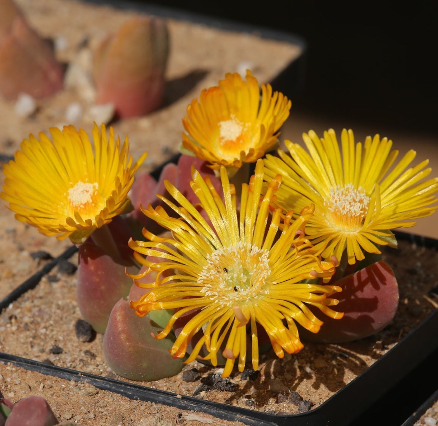 Vanheerdea Divergens