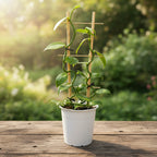 Vanilla planifolia - Orhideea de vanilie