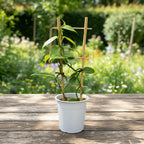 Vanilla planifolia - Orhideea de vanilie