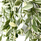 Dischidia oiantha 'Variegata' (White Diamond)