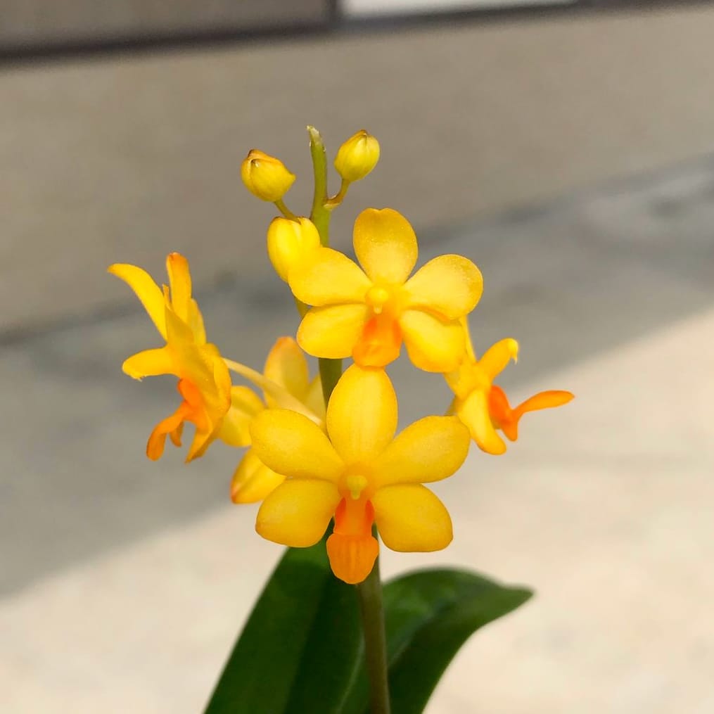 Vdnps. Pulcherrimin '1465'