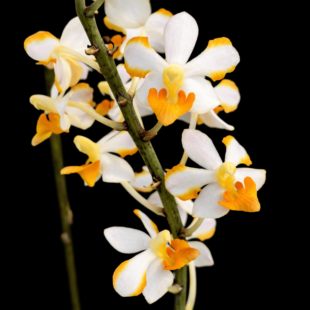 Vdnps. Pulcherrimin (Ascocentrum miniatum × Phal. pulcherrima)