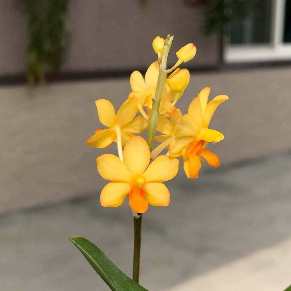 Vdnps. Pulcherrimin '1465'