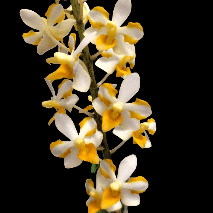 Vdnps. Pulcherrimin (Ascocentrum miniatum × Phal. pulcherrima )