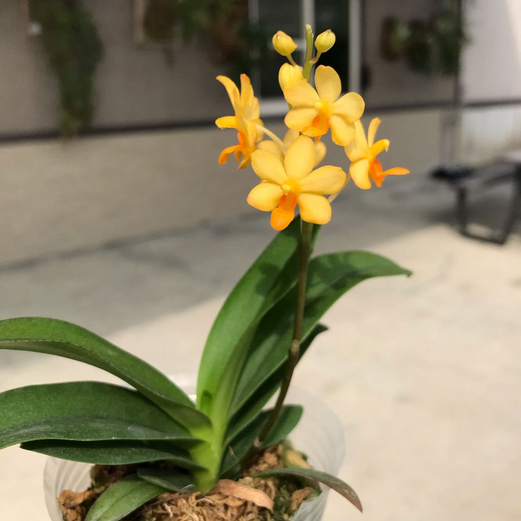 Vdnps. Pulcherrimin '1465'