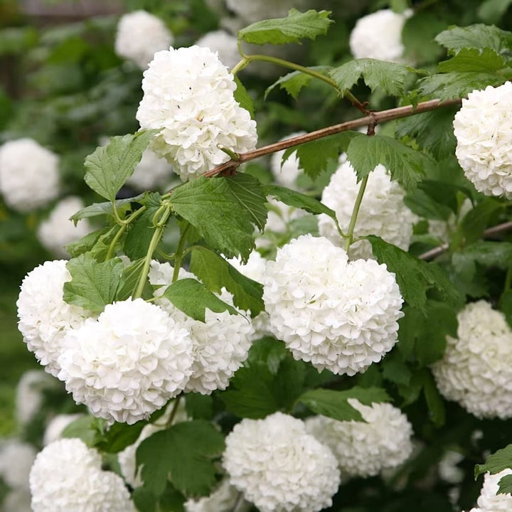 Viburnum opulus 'Roseum' (bulgaras de zapada)