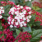 Viburnum tinus 'Gwenlian'