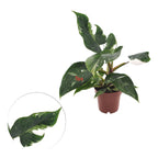 Φιλόδενδρον erubescens 'White Princess' D12