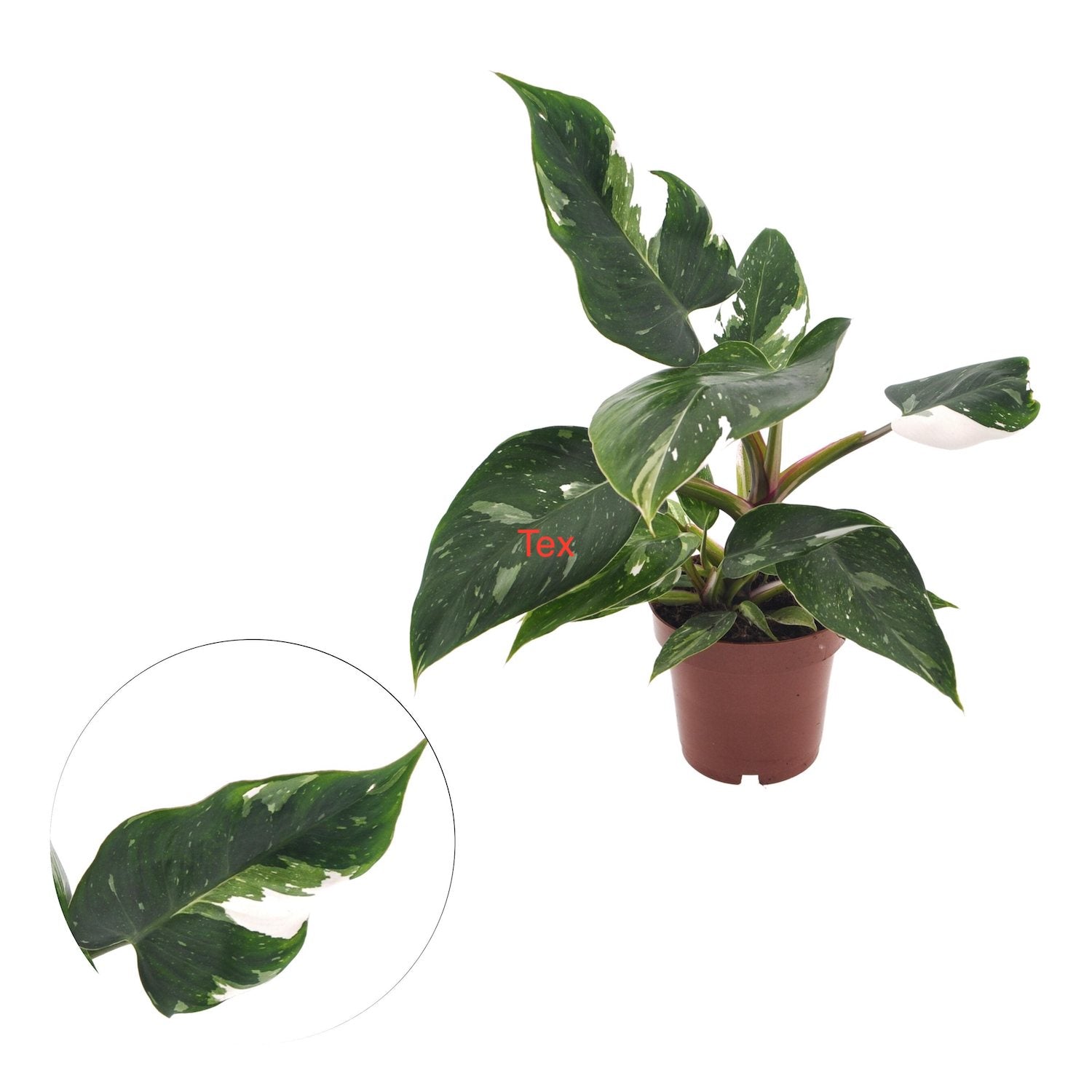 Philodendron erubescens 'White Princess' D12