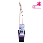 Glicina mov - Wisteria sinensis (flori parfumate)