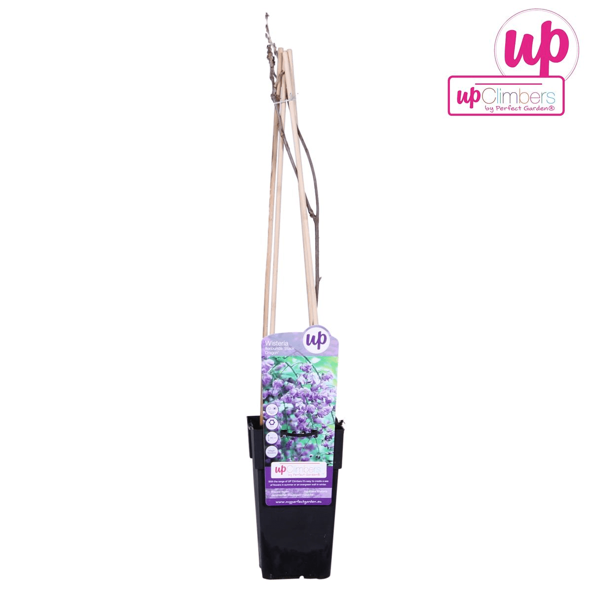 Glicina mov - Wisteria sinensis (flori parfumate)