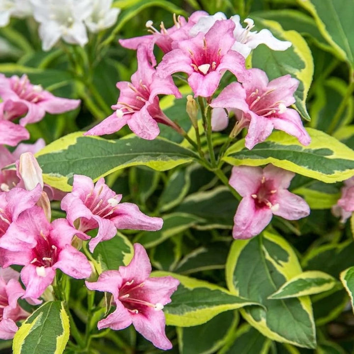 Weigela florida 'Nana Variegata'