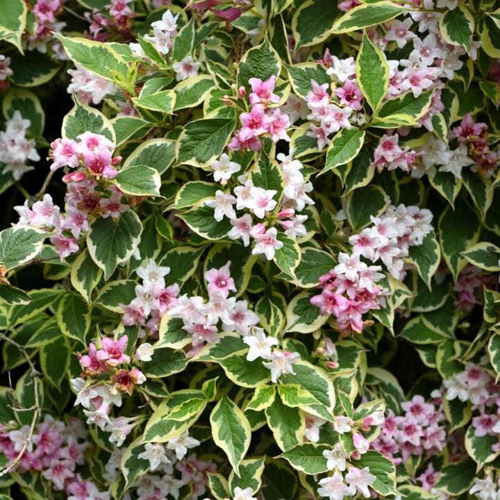 Weigela florida 'Nana Variegata'