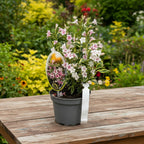 Weigela florida 'Variegata'