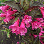 Weigela florida 'Victoria'