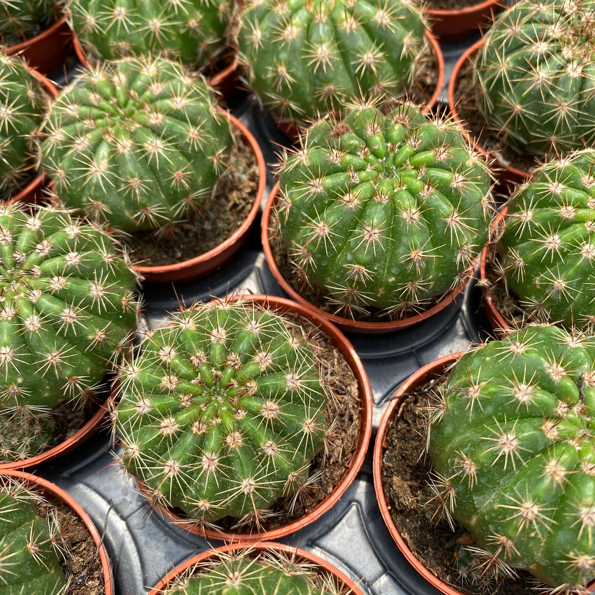 Lobivia arachnacantha