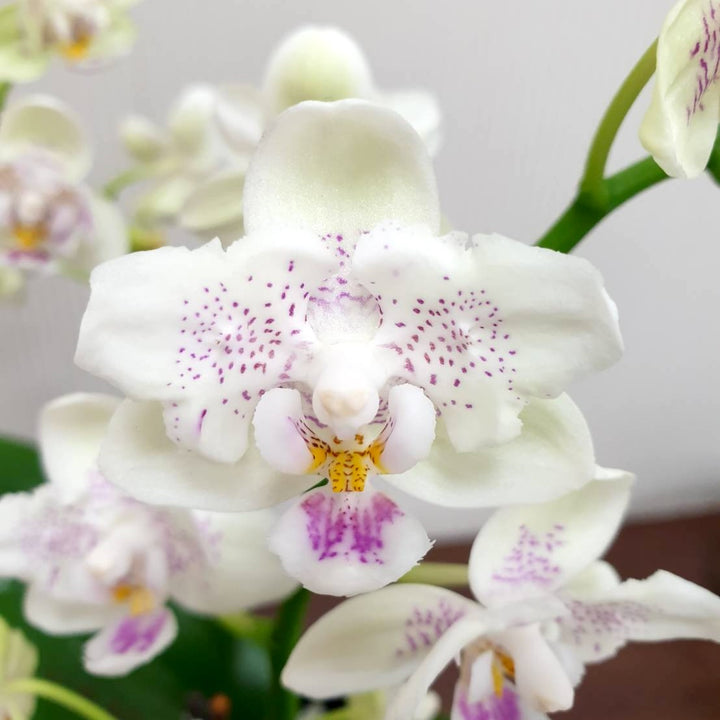 Phalaenopsis Younghome Lucky Star '0020' (peloric)