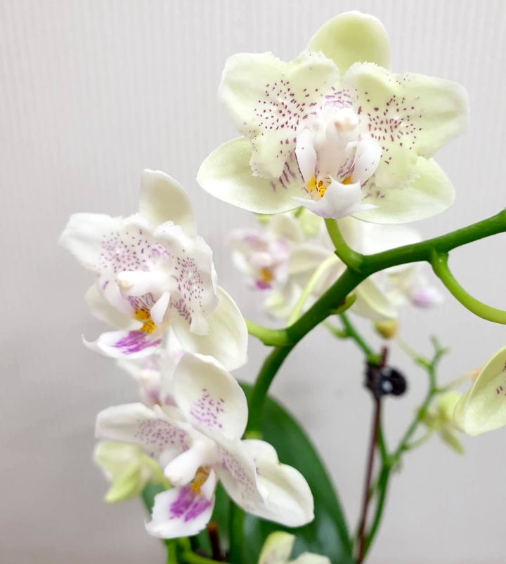 Phalaenopsis Younghome Lucky Star '0020' (peloric)