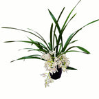 Cymbidium Sarah Jean 'Rose on Ice' (curgator)