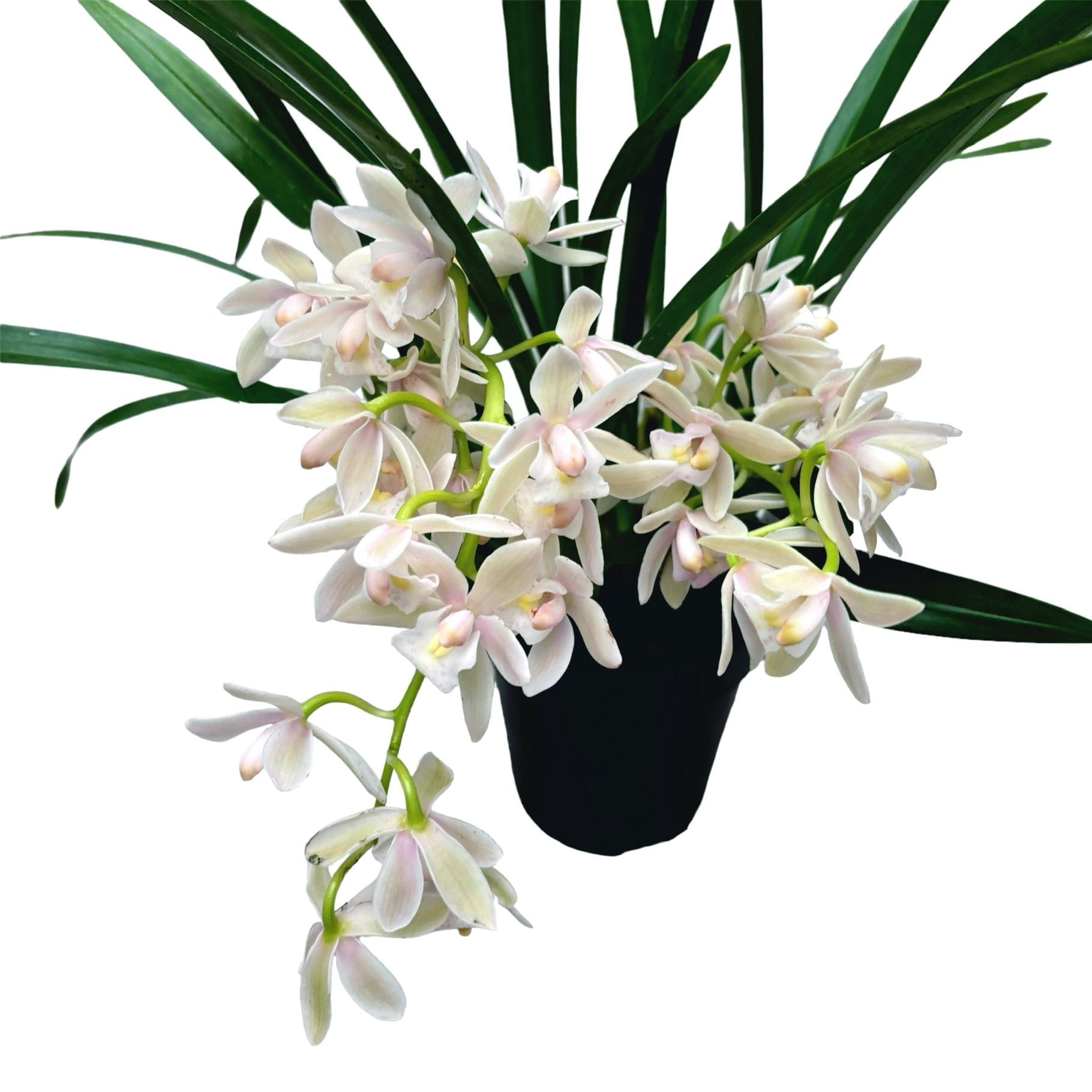 Cymbidium Sarah Jean 'Rose on Ice' (curgator)