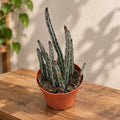 Senecio stapeliiformis (Pickle Plant)