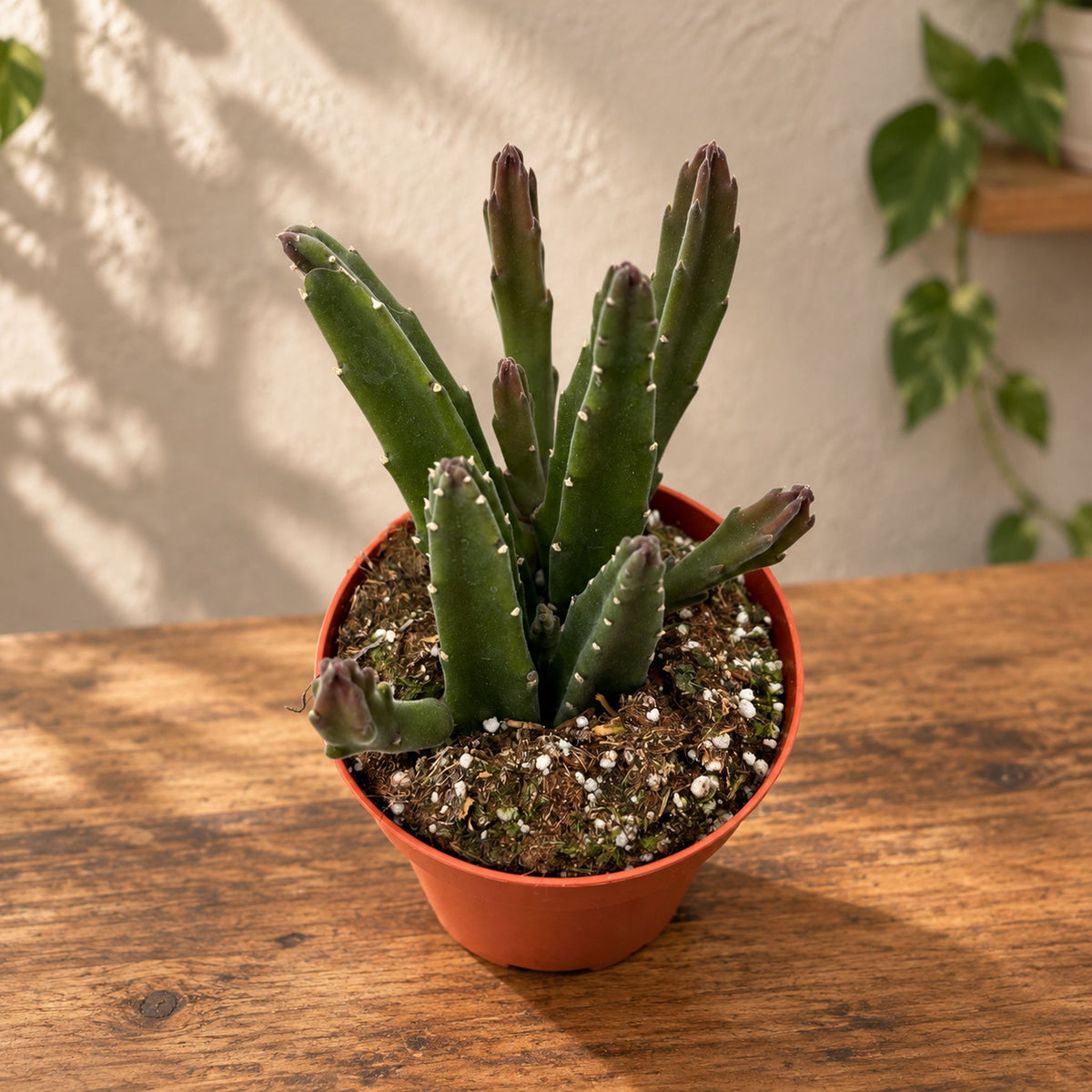 Stapelia leendertziae - strange, fascinating, and unique succulent