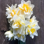 Narcissus 'White Lion'