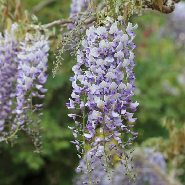 Glicina - Wisteria floribunda 'Domino' (flori parfumate)