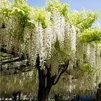 Wisteria floribunda 'Longissima Alba'