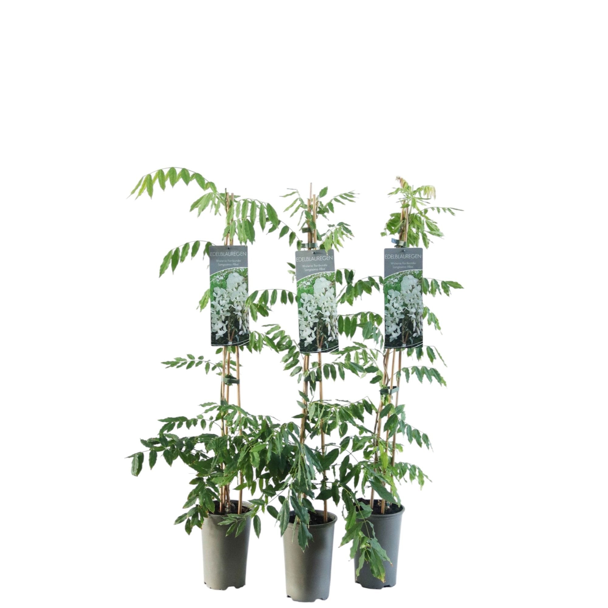 Wisteria floribunda 'Longissima Alba