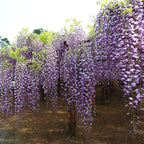 Glicina cu flori uriase - Wisteria floribunda 'Macrobotrys' (flori parfumate)