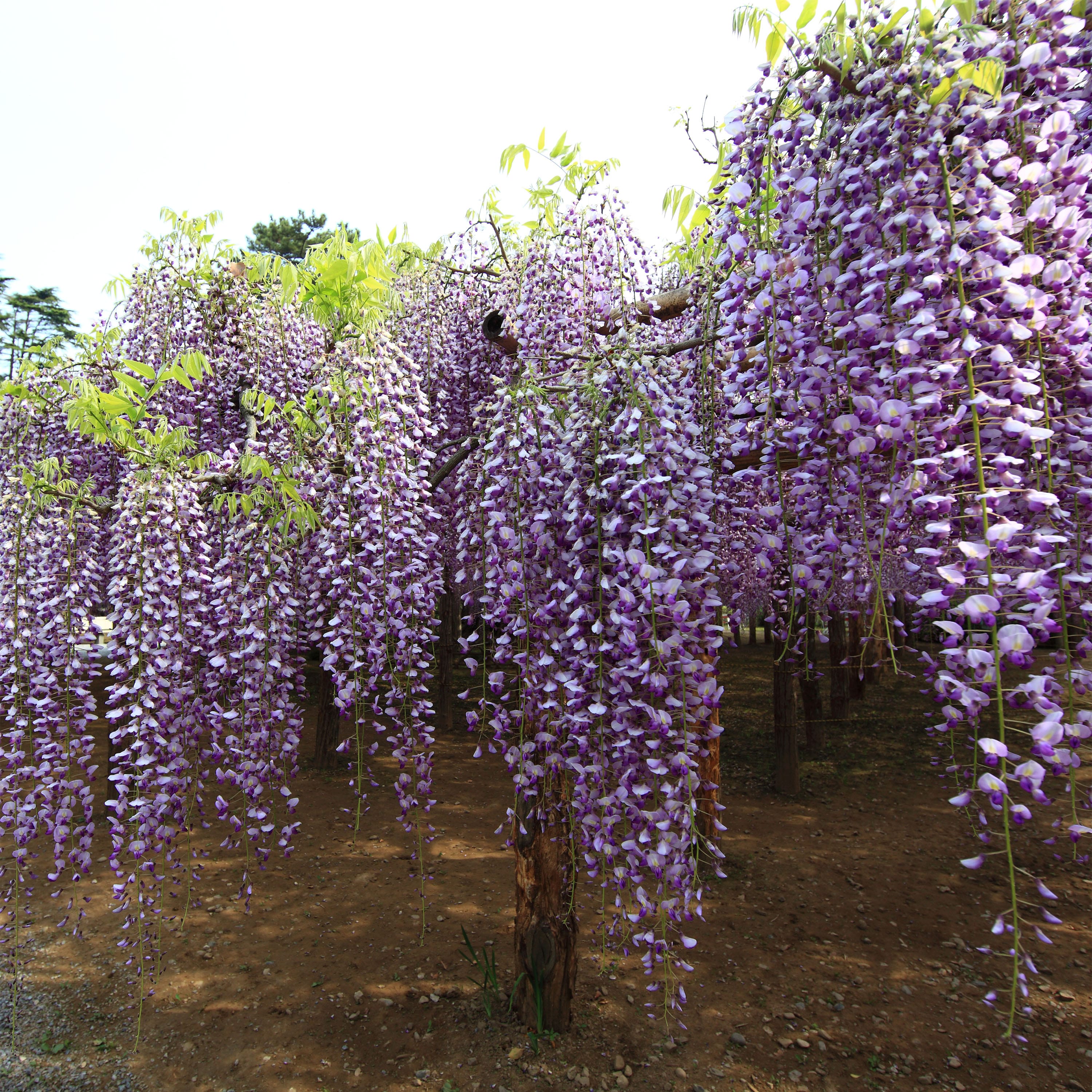 Glicina cu flori uriase - Wisteria floribunda 'Macrobotrys' (flori parfumate)