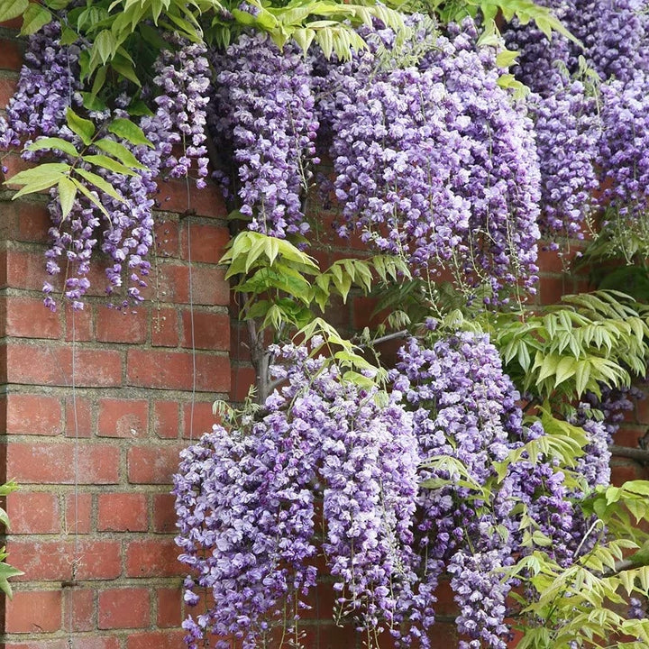 Wisteria floribunda 'Violacea Plena'