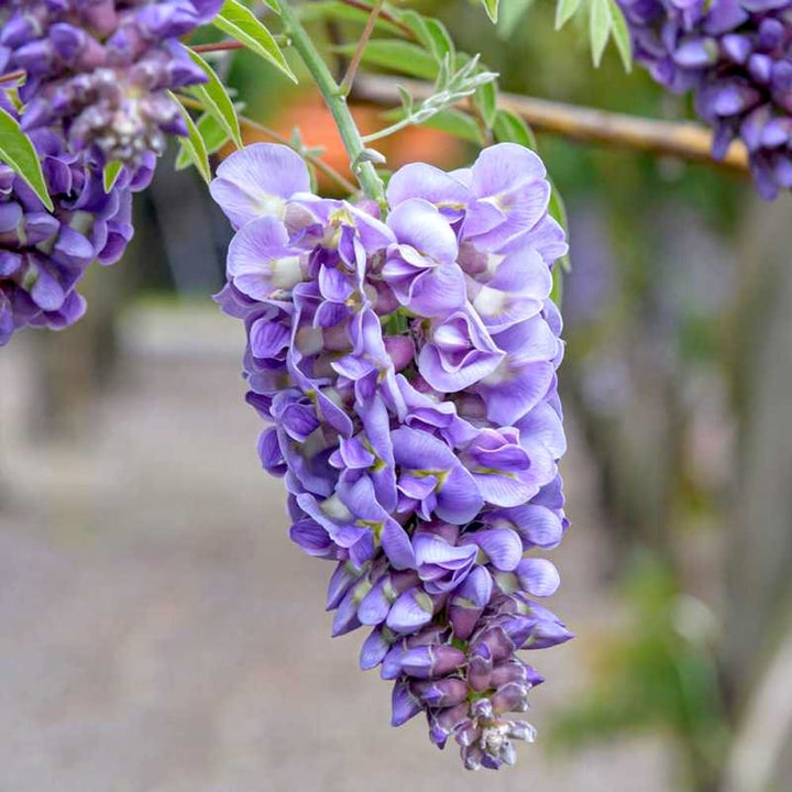 Wisteria frutescens 'Amethyst Falls'