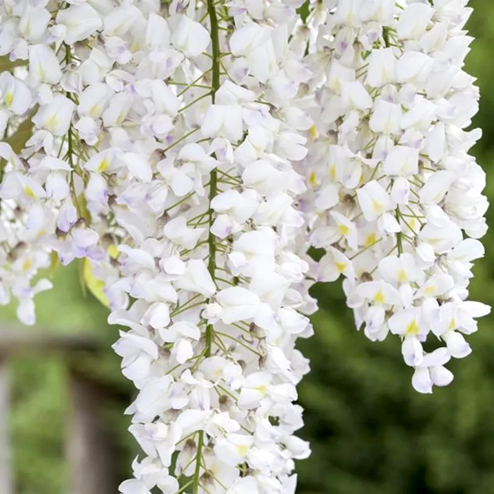 Glicina alba - Wisteria floribunda 'Alba' (flori parfumate) – Secret ...