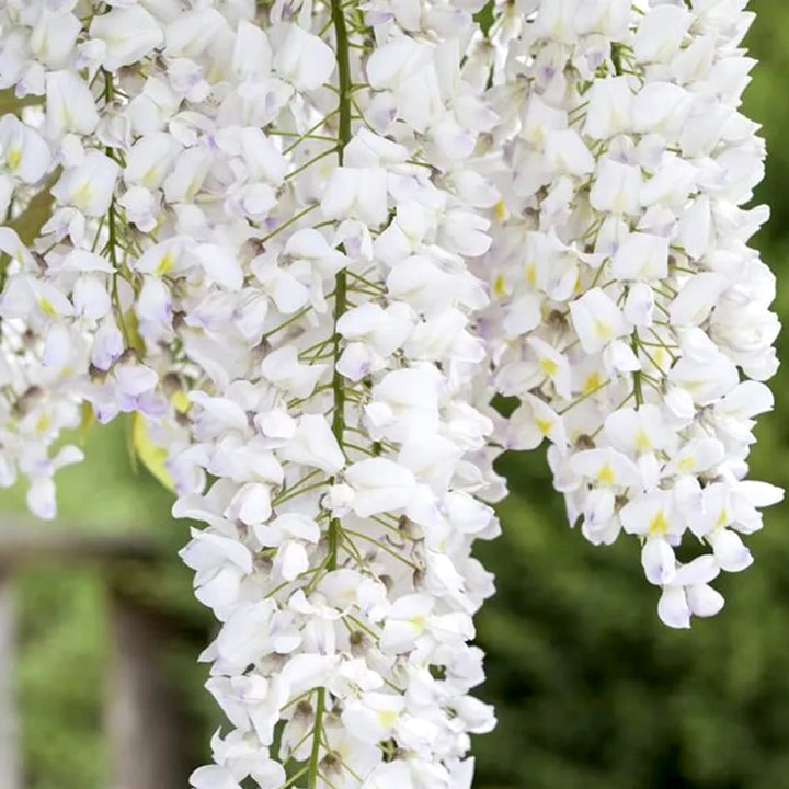 Wisteria floribunda 'Alba'