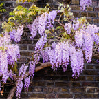 Wisteria macrostachya 'Aunt Dee'