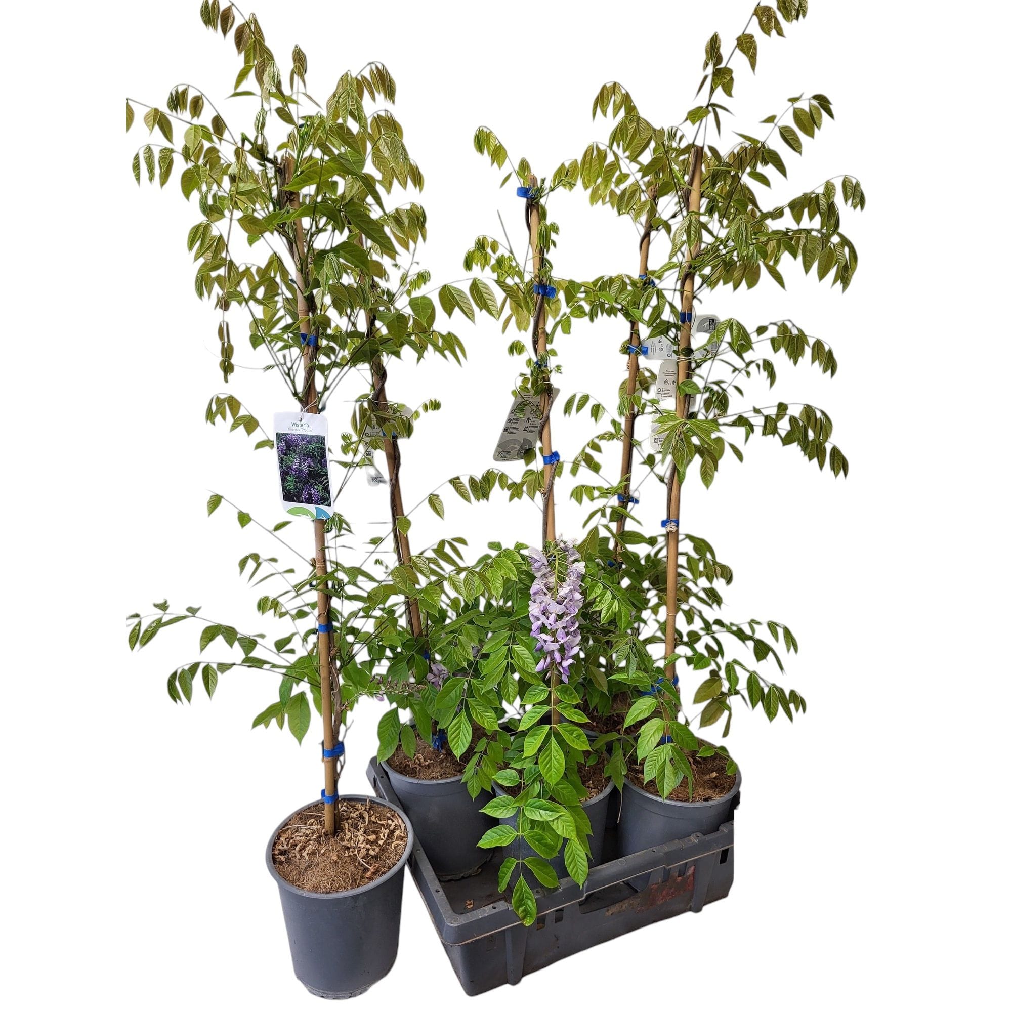 Glicina mov productiva - Wisteria sinensis 'Prolific' (flori parfumate)