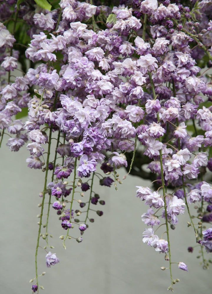 Wisteria floribunda 'Violacea Plena'