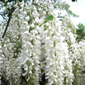 Wisteria floribunda 'Longissima Alba