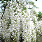 Wisteria floribunda 'Longissima Alba