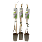 Glicina cu flori uriase - Wisteria floribunda 'Macrobotrys' (flori parfumate)