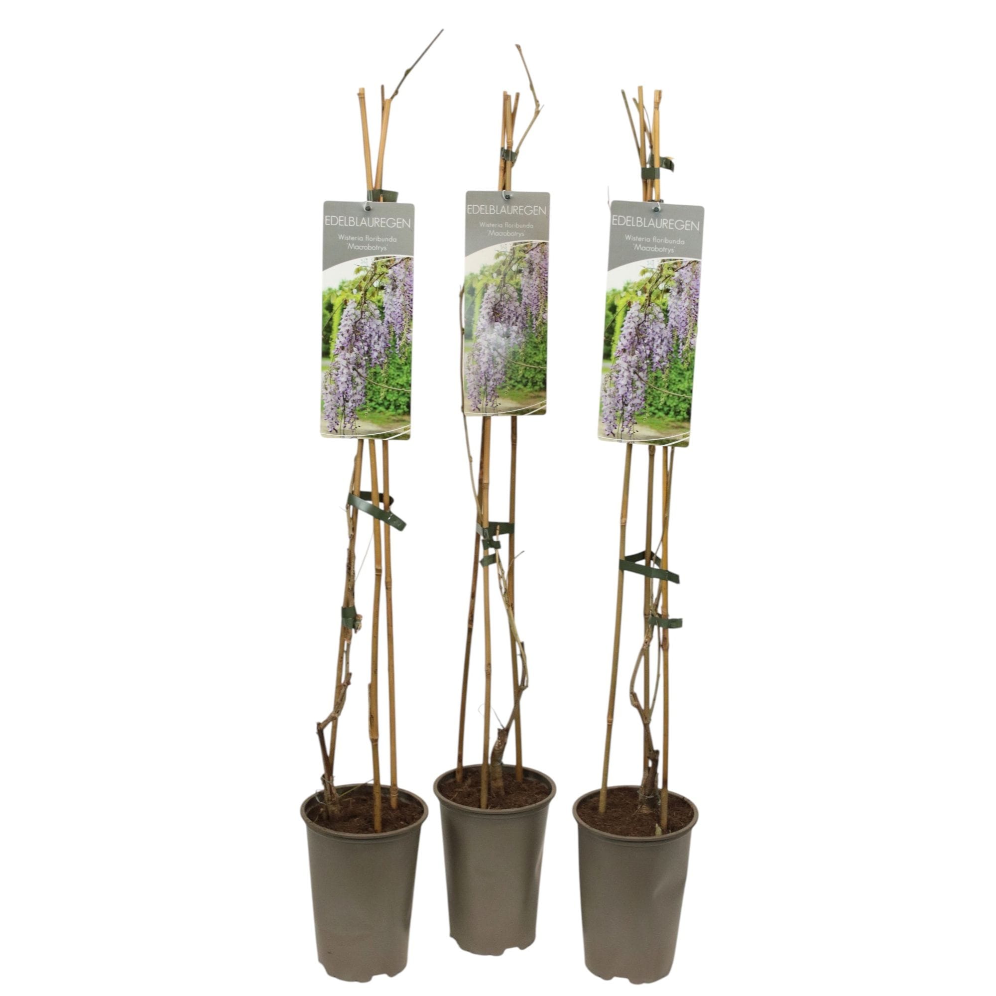 Glicina cu flori uriase - Wisteria floribunda 'Macrobotrys' (flori parfumate)